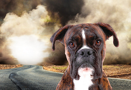弃狗在路上动物犯罪危险孤独斗牛犬活动街道石头证券拳击手背景图片