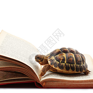 白背景读书的海龟减速陆地乌龟概念白色页数教育学校图书动物图片