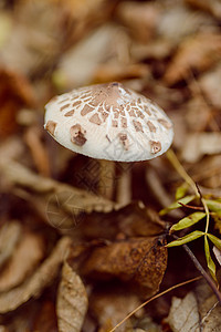 毒蘑菇 有毒白色和棕色地方的蘑菇危险伞菌生物学生长毒菌菌类木头林地草地荒野图片