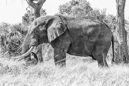 非洲大象 非洲牧场图片
