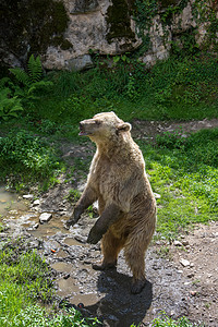 夏季发现东比利内斯岛 在仍然荒野的旅游蝴蝶村庄野猪狮子猫科森林植物群激流兔子图片