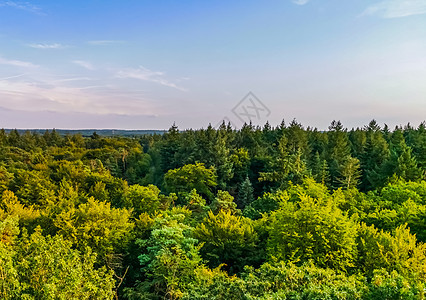 荷兰 荷兰森林地貌 位于荷兰贝多明市的山脊(bos)城市公园美丽的天空线图片