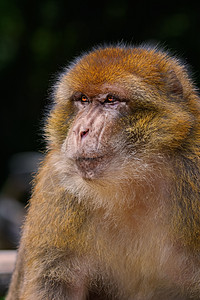 巴尔巴里马卡克荒野主题动物巴巴哺乳动物野生动物猕猴毛皮动物群阶段图片