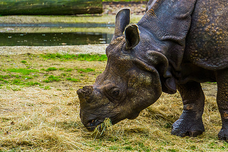 大印度犀牛 以其面部吃干草的特写 Rhino饮食 来自印度的脆弱动物种图片