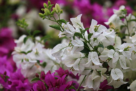 美丽的白色九重葛花 枝叶开花 特写白色九重葛花作为花卉背景和纹理花园情调叶子卡片气候花瓣异国红色植物学热带图片