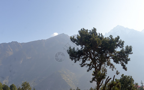 一棵孤独的地中海针叶松 Pinia Pinus 独自站在高山背景上 神奇的太阳光线从后面照亮 雾气弥漫 生命概念的个性孤独树松树图片