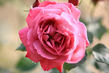 玫瑰花园背景模糊叶上的粉红玫瑰花 柔和阳光下特写玫瑰的精致之美植物群叶子花瓣静脉植物晴天花丝公园摄影季节图片