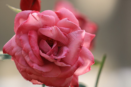 玫瑰花园背景模糊叶上的粉红玫瑰花 特写玫瑰的精致之美公园叶子晴天花丝植物群植物园艺宏观阳光花瓣图片