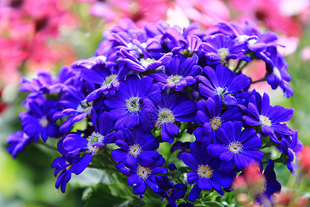 模糊的蓝色雏菊花在花园中模糊的背景花上 一群阳光柔和的蓝色雏菊花图片
