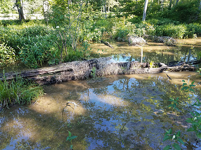 湖泊或湿地水中的分解木木原木腐烂植物群木头池塘日志沼泽树干图片