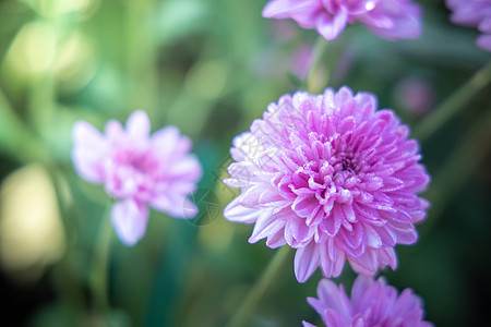 五颜六色的花的背景图片生长花瓣植物群粉色宏观花束季节紫色植物背景图片