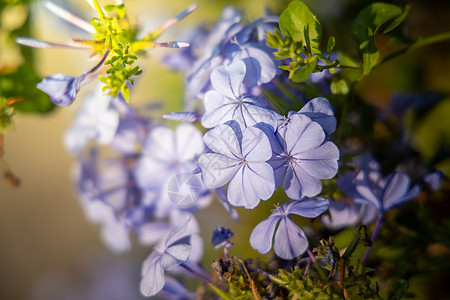 五颜六色的花的背景图片季节生长粉色植物植物群紫色宏观花束花瓣背景图片