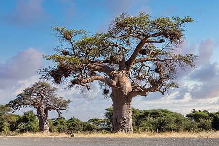 Baobab 纳米比亚非洲图片