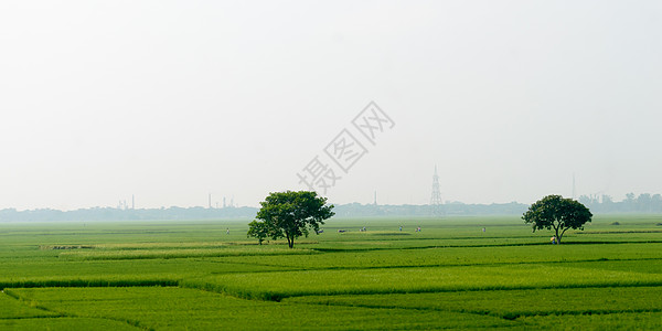 草地上的一棵大榕树 和 初夏热带印度农业农田的景观 为更凉爽的星球打造更绿色的城市 环境保护的概念图片