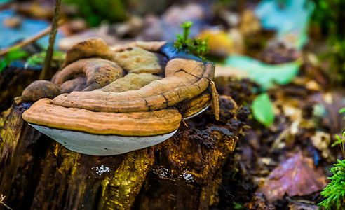 近距离特写了艺术家的腰围 世界性真菌品种导致木材腐烂 食用和药用蘑菇图片