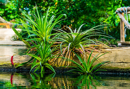 带水的美丽的藻类植物 热带花园风景 流行异国植物品种背景