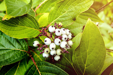 白贝利 花园里的兰迪娅阿库莱塔白色热带环境水果靛青植物浆果绿色灌木图片