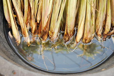 种植柠檬油产品热带美食药品香茅植物叶子草本植物蔬菜食物图片