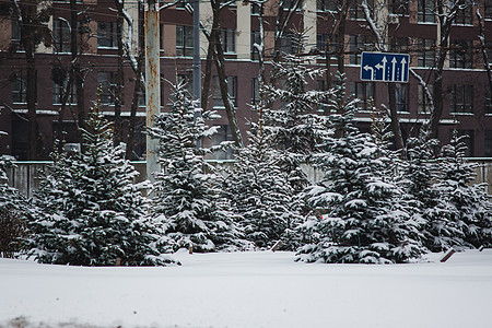 圣诞树在一座高楼大楼前的一条城市公路上生长 风雪景小路家园路线旅行松树枞树正方形领导风暴邻里图片