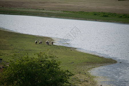 在欧洲德意志河边放牧的羊群图片