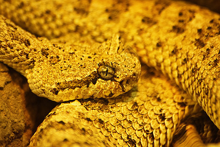 卷尾蛇毒蛇图片