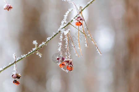 冬季大自然的美丽衬套旅游树林天气植物群环境食物旅行季节浆果图片