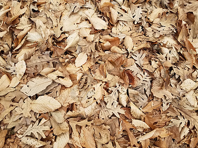 秋天或冬天地上的棕色落叶树叶叶子地面图片