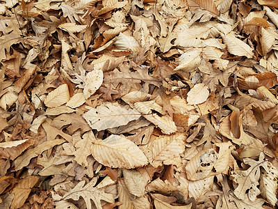 秋天或冬天地上的棕色落叶树叶叶子地面图片