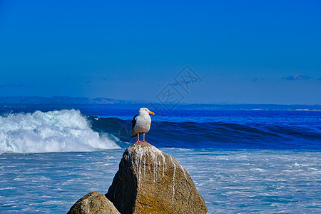 海鸥在岩石上游图片