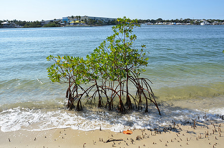 佛罗里达海岸的红树根 水和沙子海洋支撑树叶海岸植物植物学植物群波浪图片