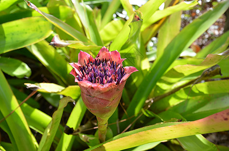 种植绿叶 紫花和粉红花植物群植物学发芽树叶绿色植物紫色花瓣粉色花朵图片