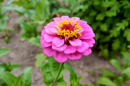 粉色的辛尼娅·埃莱根斯花朵 普通的辛尼亚花在花园里盛开图片