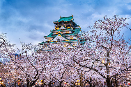 在日本大阪的樱花和城堡季节建筑地标观光公园节日建筑学蓝色遗产花园图片