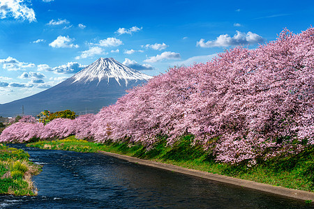 春天的樱花和藤山 在日本的静冈中出现图片