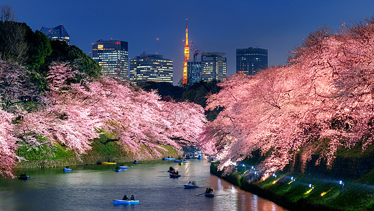 樱花树下日本东京公园樱花开花节日旅游地标蓝色游客花园公园城市风景旅行背景