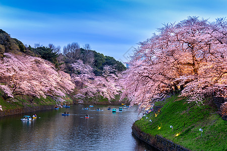 千鸟之渊日本东京公园樱花开花旅行花园风景城市游客蓝色地标季节千鸟旅游背景