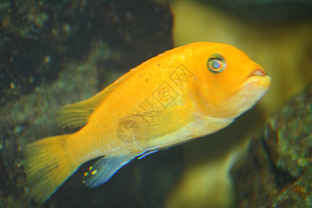 马拉维湖cichlid Cichlid (拉比多克罗密斯大肠杆菌)背景