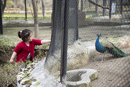 小姑娘在动物园喂孔雀图片
