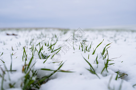 麦田在冬季被雪覆盖 冬小麦 绿草如茵 雪下的草坪 在寒冷中收获 为面包种植粮食作物 与庄稼文化的农业过程食物土地草地天气植物农场图片