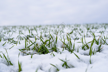 麦田在冬季被雪覆盖 冬小麦 绿草如茵 雪下的草坪 在寒冷中收获 为面包种植粮食作物 与庄稼文化的农业过程谷物蓝色植物生长草地食物图片