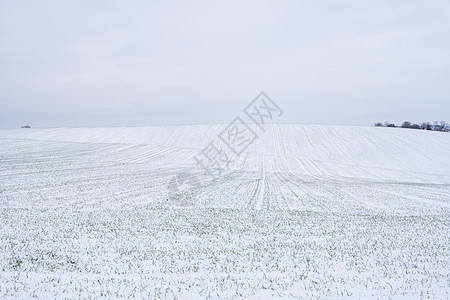 第一场雪麦田在冬季被雪覆盖 冬小麦 绿草如茵 雪下的草坪 在寒冷中收获 为面包种植粮食作物 与庄稼文化的农业过程叶子阳光植物生长农场草地背景