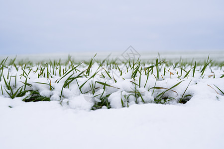 麦田在冬季被雪覆盖 冬小麦 绿草如茵 雪下的草坪 在寒冷中收获 为面包种植粮食作物 与庄稼文化的农业过程豆芽农场环境植物草地谷物图片
