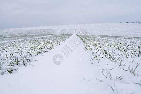 麦田在冬季被雪覆盖 冬小麦 绿草如茵 雪下的草坪 在寒冷中收获 为面包种植粮食作物 与庄稼文化的农业过程植物季节草地阳光农村农场图片