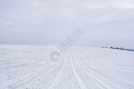 第一场雪麦田在冬季被雪覆盖 冬小麦 绿草如茵 雪下的草坪 在寒冷中收获 为面包种植粮食作物 与庄稼文化的农业过程农村花园叶子冬粮农场草地背景