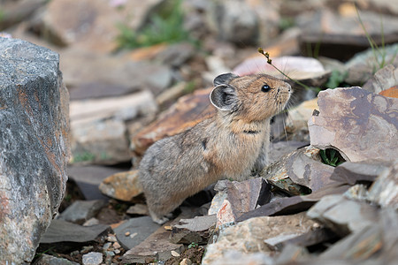 美国皮卡 奥乔托纳王子鼠兔元首荒野旅游风景旅行野生动物环境生物体哺乳动物图片