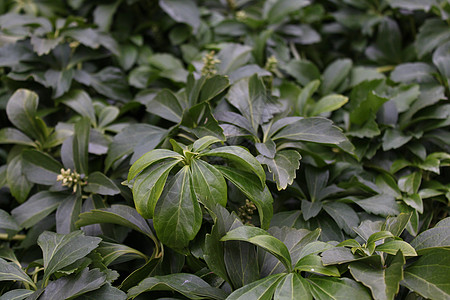 花园里的日本草原绿色植物叶草背景图片