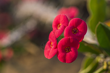 红仙人掌花植物学植物群热带生长花瓣叶子植物药品棕榈场地图片