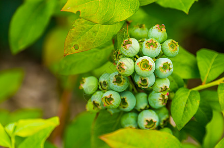 绿色蓝莓果 蓝色白莓植物 来自美洲的流行热带物种等大型封闭图片