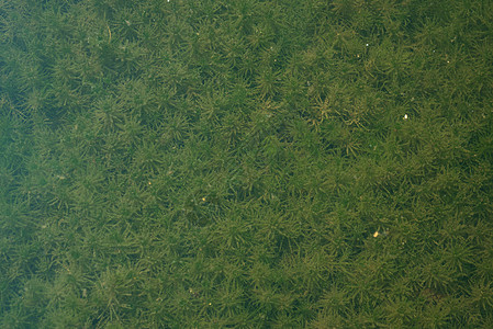河流岸上的纯净天然草叶子反射树木草地衬套环境花园植物群植物天空图片