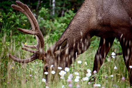 加拿大野牛野生动物鹿角荒野公园男性哺乳动物动物图片
